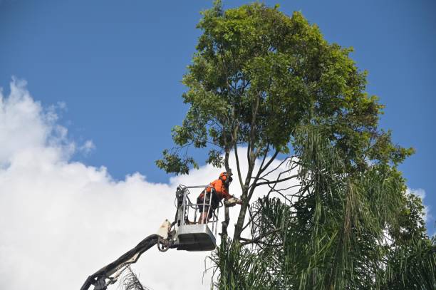 Best Storm Damage Tree Cleanup  in Covington, VA