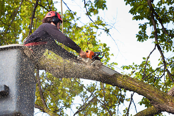 Best Storm Damage Tree Cleanup  in Covington, VA